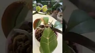 Стоп-лист орхидеи. Часть 2 