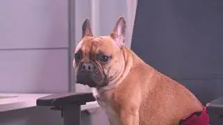 A Virtual Private Server that Even Your Dog Can Use? Perfect VPS For You!