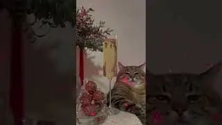 Кот Степан празднует | 1000000 подписчиков в TikTok | Cat Stepan