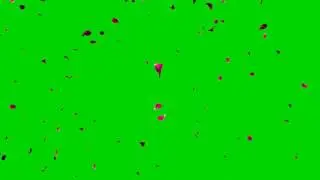4K  Falling Petals Green Screen Source, UHD