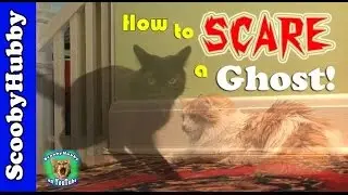 How To Scare A Ghost! -- Cat Clips #211