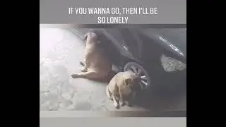 WHEN GENTLE GIANTS IN A DRAMATIC MOOD