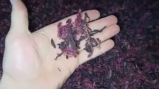 Амарантовый чай для укрепления иммунитета