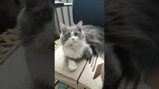 Две обязанности #приколы #котики