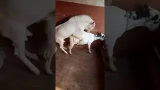 Goats at farm house || Livestock Breeding