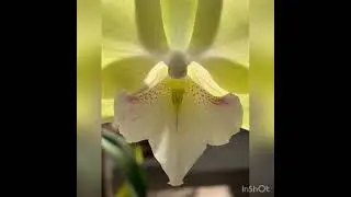 Phalaenopsis Younghome Green Dance