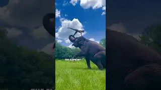 #lovely #animals #cutespets #fyp #foryou #shortvideo #shorts #funny