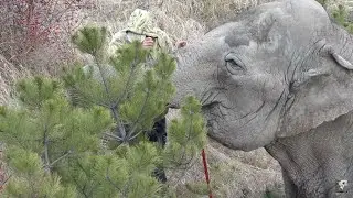 ДЖЕННИ, ВИКТОР и ЁЛКА!🐘🌲👨🏻‍🦰❤️ СЛОНИХЕ не просто выбрать!🤔
