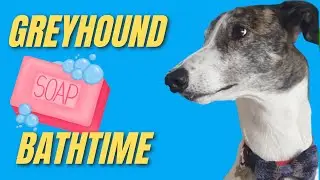 Greyhound Bath Time