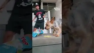 This dog knows what's up! #foodfirst