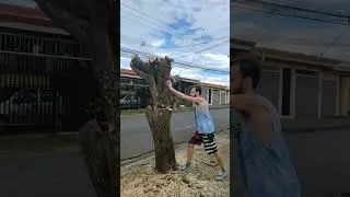 Carpinteria árbol abajo había que hacerlo #carpintero #carpenter #carpentry #carpinteria #costarica