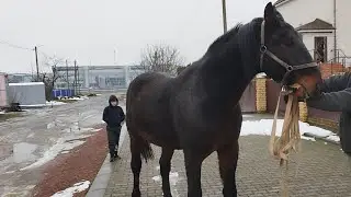 ЦЫГАНСКИЕ ЛОШАДИ🐎 ЖЕРЕБЕЦ ОРЛОВСКИЙ РЫСАК