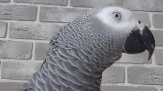 Talking parrot Jaco Bender Gromov laughs 