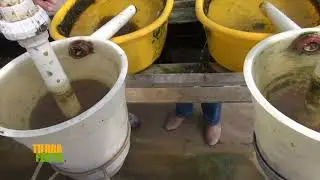 Tierra Fértil TV-Reproducción de Alevín de Tilapia y peces de ornato. (19.10.20)