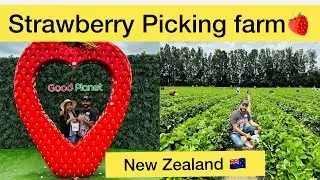 Strawberry farm in New Zealand