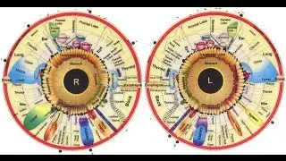 Brief Overview of Iridology
