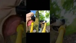 Crazy Dawg Fetch Stick! #insta360 #insta360go3s #insta360dogmode @insta360  #dogs @heykeeg
