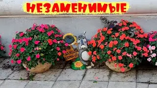 ПРИ ЛЮБОЙ ПОГОДЕ незаменимый в саду цветок непрерывного цветения -  БАЛЬЗАМИН. Любит тень Однолетник