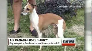 Dog escapes Air Canada