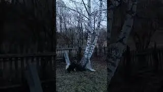 #Shorts#Violator#detained#dog#cat#НарушительЗадержанИопознан#