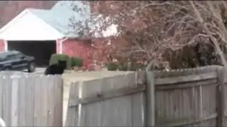 у кота белка