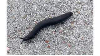 Invasive Slug! Black Velvet Leatherleaf Slug 😳