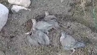 Тур шикор Охота кеклики с помощью капкана Шикори нав тамошо кунед кайф кунед Шикор дар Узбекистан 🦁🦁