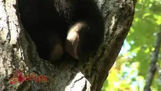 Самая обаятельная лапа Funny paw of the Bear