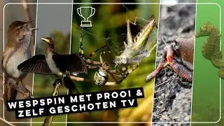 Wespspin met prooi, aalscholver en zeepaardje | Zelf Geschoten | Vroege Vogels