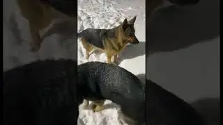 Тю да ди тю-тю