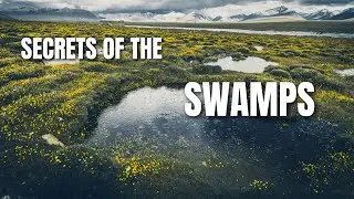 Secrets of the Swamps