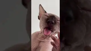 #кiт