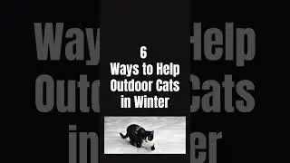 6 Ways to Help Outdoor Cats in Winter #6shorts #outdoorcats #outsidecats #straycats  #feralcats