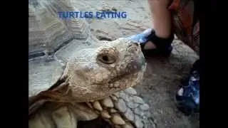 Cute Animals Turtle Eating