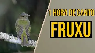 Canto do fruxu
