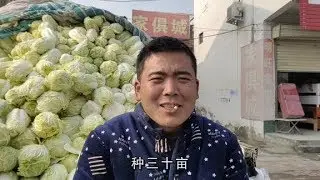 农村小伙头脑灵活，创业种植娃娃菜，30亩地一年利润70000多