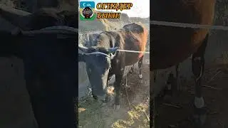🐄МАЛ БАЗАР🐄