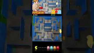 Pac-man Hamster Maze Labyrinth