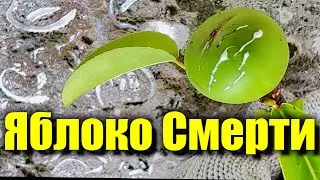 Дерево Смерти Ядовитые Яблоки Прямо На Пляже!