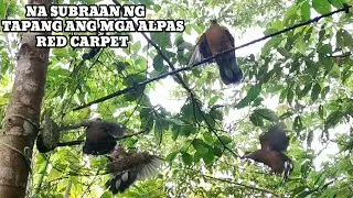 RED CARPET..NAKA BALIK NA SA BAKBAKAN
