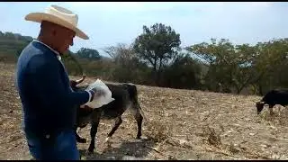 Llevando sal al ganado.