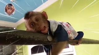 making baby monkey micki really cute #mokimonkey #babymonkey #cutemonkey