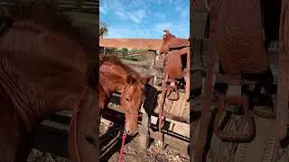 Every Horse Should Do This! #horsetraining #horseriding #equestrian #hack