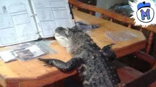 10 Outrageous Animals Somehow Kept As Pets