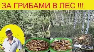 За грибами в ЛЕС