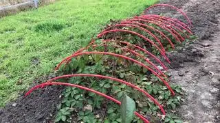 Жизнь прекрасна/Лес сад огород/Дача