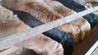 Арашан кози кочкорлар