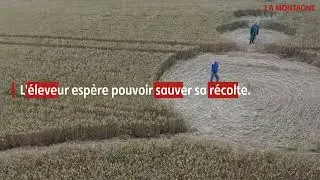 crop circles à Saint-Babel