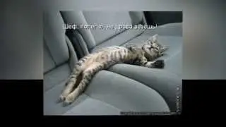 Кошачий фото прикол  Ржач!
