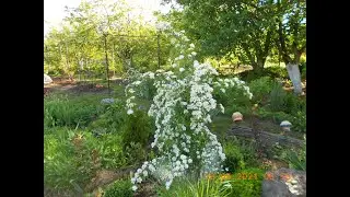 WHITE SPIREA VANGUTTA MEDIUM 2021